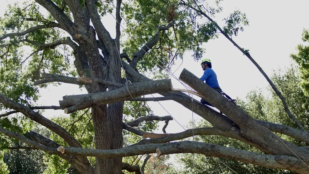 Professional Hazardous Tree Removal performed by certified arborists in Velva