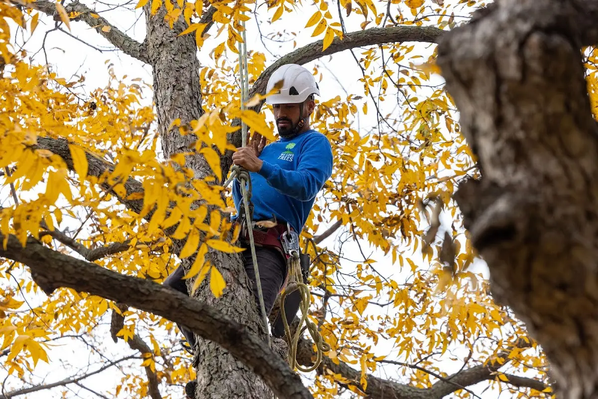 Skilled Emergency Tree Service crew working in Velva